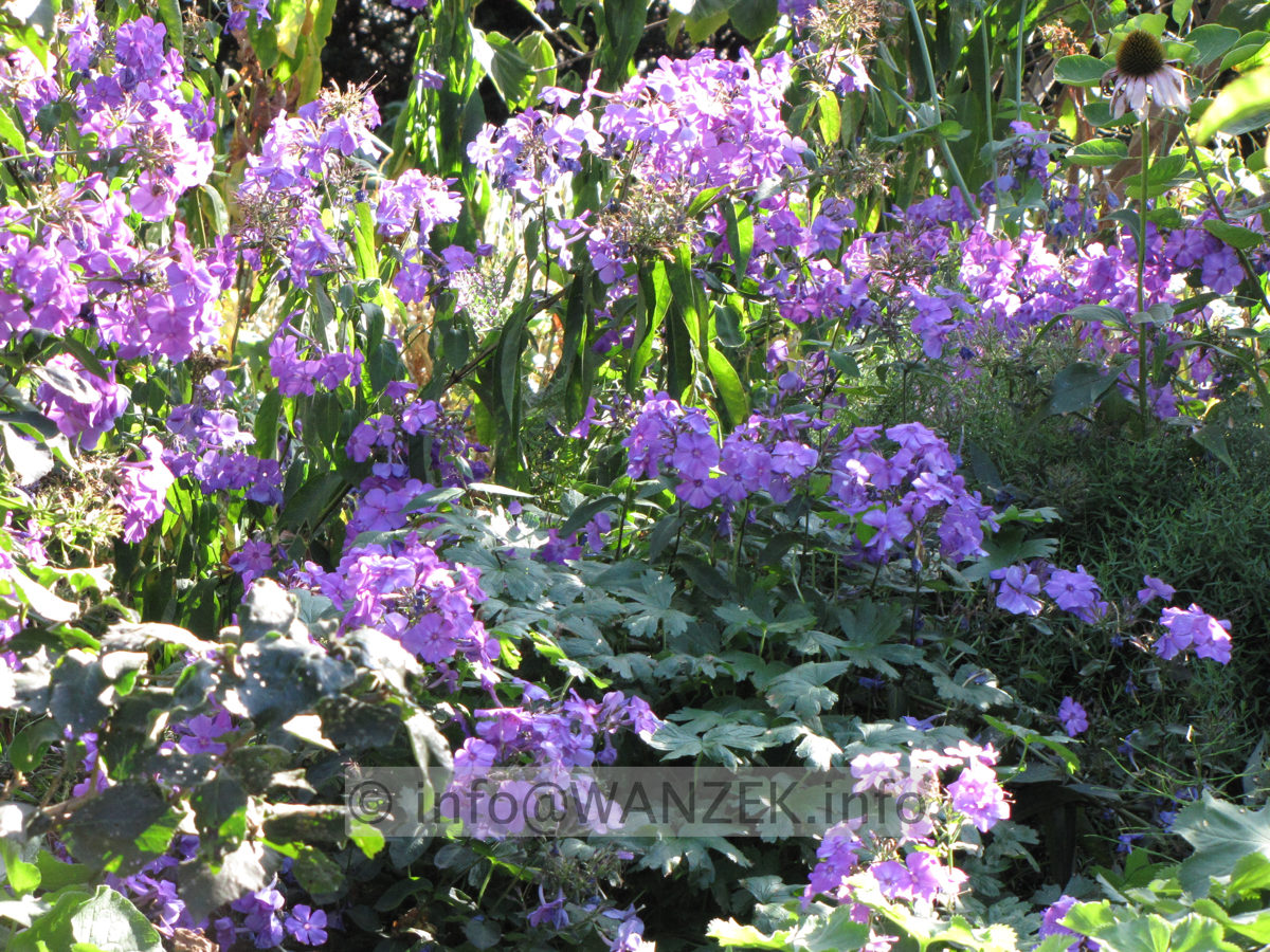 Phlox paniculata Blue Paradise 06.JPG